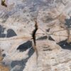 Coffee table petrified wood 58255