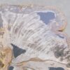 Coffee table petrified wood 58255