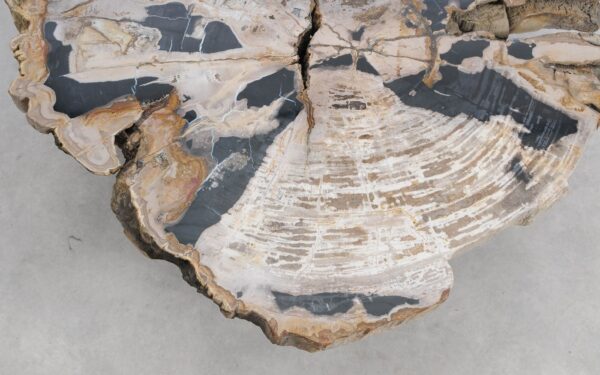 Coffee table petrified wood 58255