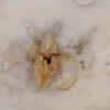 Couchtisch versteinertes Holz 57253