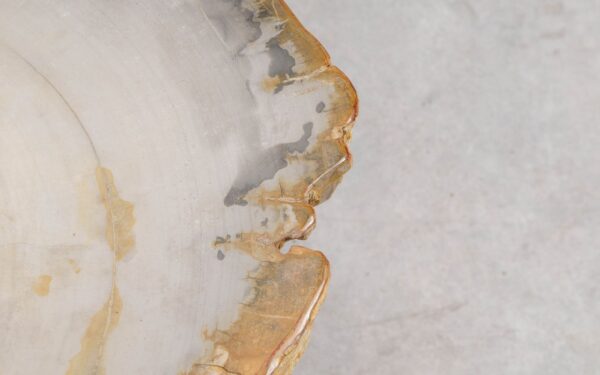 Couchtisch versteinertes Holz 57253