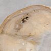 Couchtisch versteinertes Holz 57256