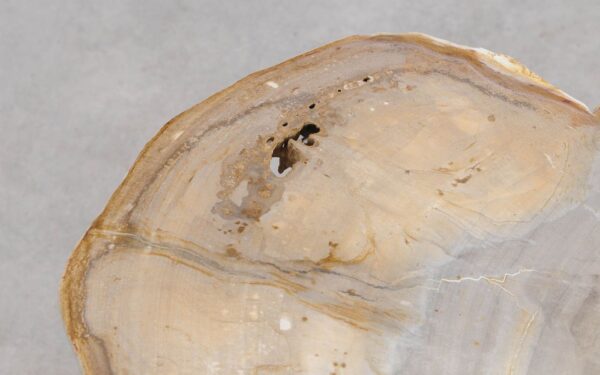 Couchtisch versteinertes Holz 57256