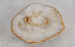 Couchtisch versteinertes Holz 57257