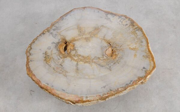 Couchtisch versteinertes Holz 57257