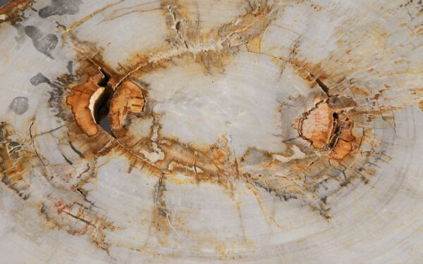 Couchtisch versteinertes Holz 57257