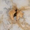 Couchtisch versteinertes Holz 57257