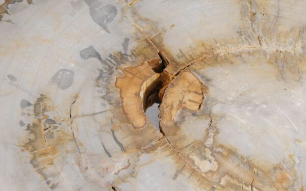 Couchtisch versteinertes Holz 57257