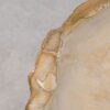 Couchtisch versteinertes Holz 57260