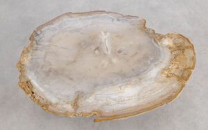 Couchtisch versteinertes Holz 57262