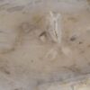 Couchtisch versteinertes Holz 57262