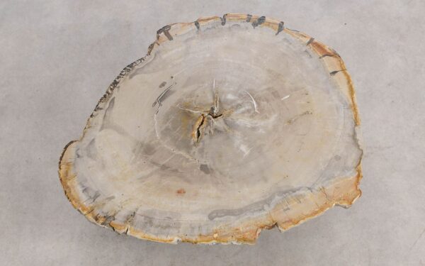 Couchtisch versteinertes Holz 57272