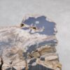 Couchtisch versteinertes Holz 58255