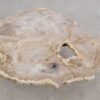 Mesa de centro madera petrificada 56206