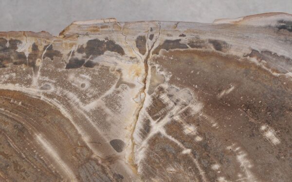 Mesa de centro madera petrificada 56212