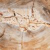 Salontafel versteend hout 56156