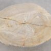 Salontafel versteend hout 56159