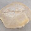 Salontafel versteend hout 56160