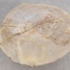 Salontafel versteend hout 56161