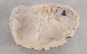 Salontafel versteend hout 56167