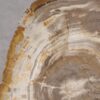Salontafel versteend hout 56212