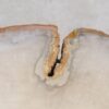 Salontafel versteend hout 57250