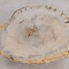Salontafel versteend hout 57271