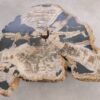Salontafel versteend hout 58254