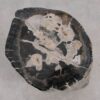 Side table petrified wood 56257