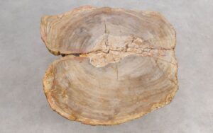 Table basse bois pétrifié 56279