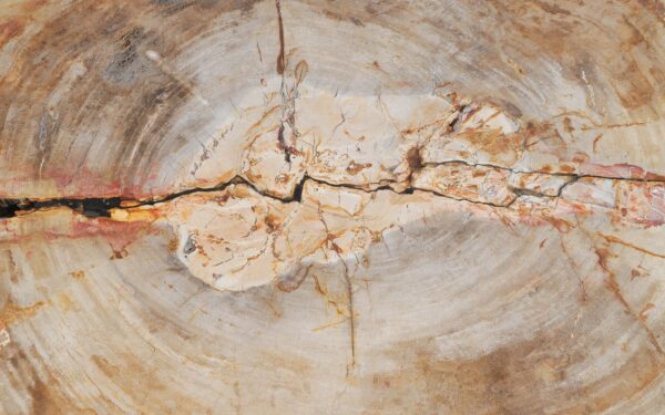 Table basse bois pétrifié 56279