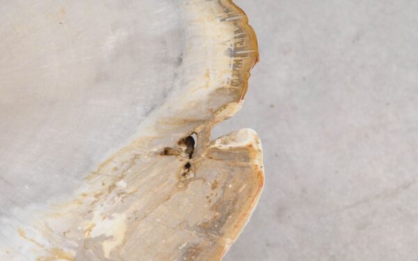 Table basse bois pétrifié 57256