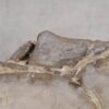 Table basse bois pétrifié 57266