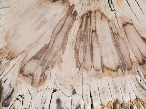 Table d'appoint bois pétrifié 55001