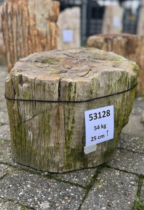 Grabstein versteinertes Holz 53128