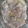 Grabstein versteinertes Holz 53128