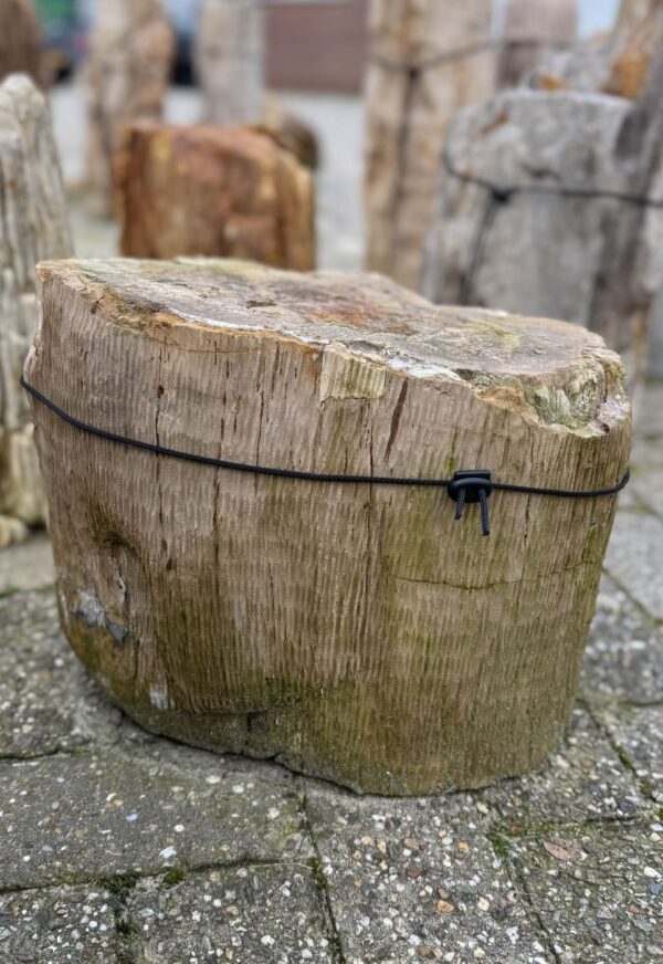 Grabstein versteinertes Holz 53128