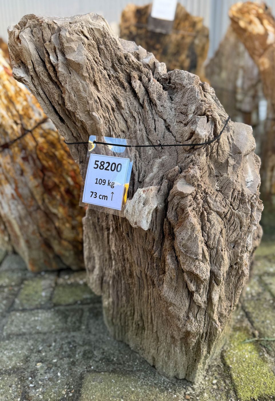 Grabstein versteinertes Holz 58200