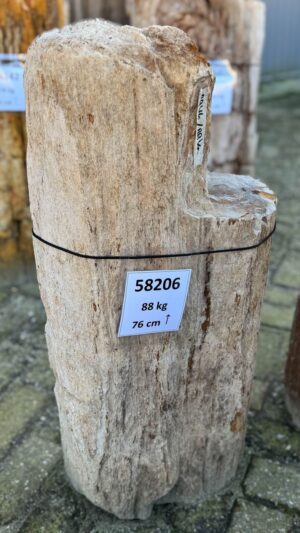 Grabstein versteinertes Holz 58206
