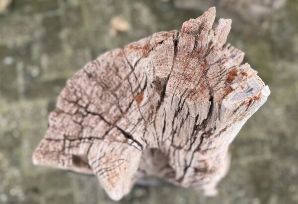 Grabstein versteinertes Holz 58227
