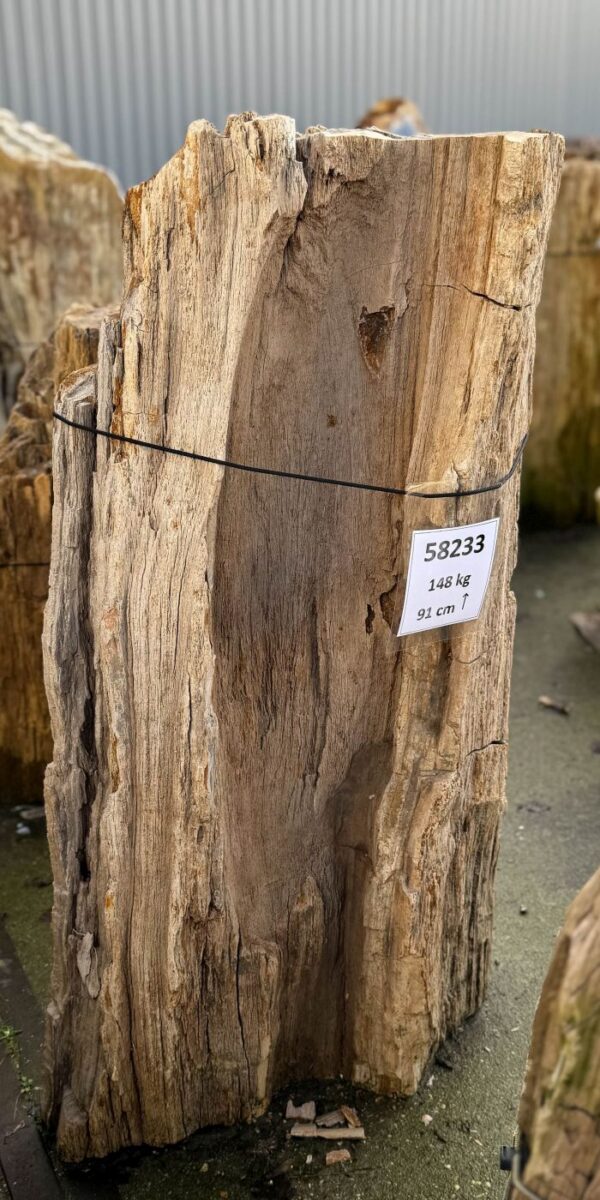 Grabstein versteinertes Holz 58233
