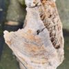 Grabstein versteinertes Holz 58233