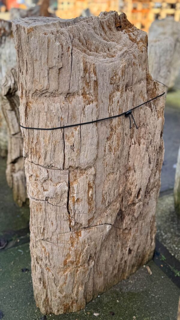Grabstein versteinertes Holz 58233