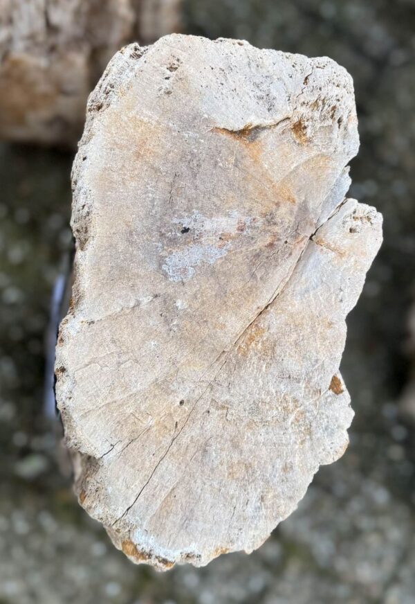 Grabstein versteinertes Holz 58237
