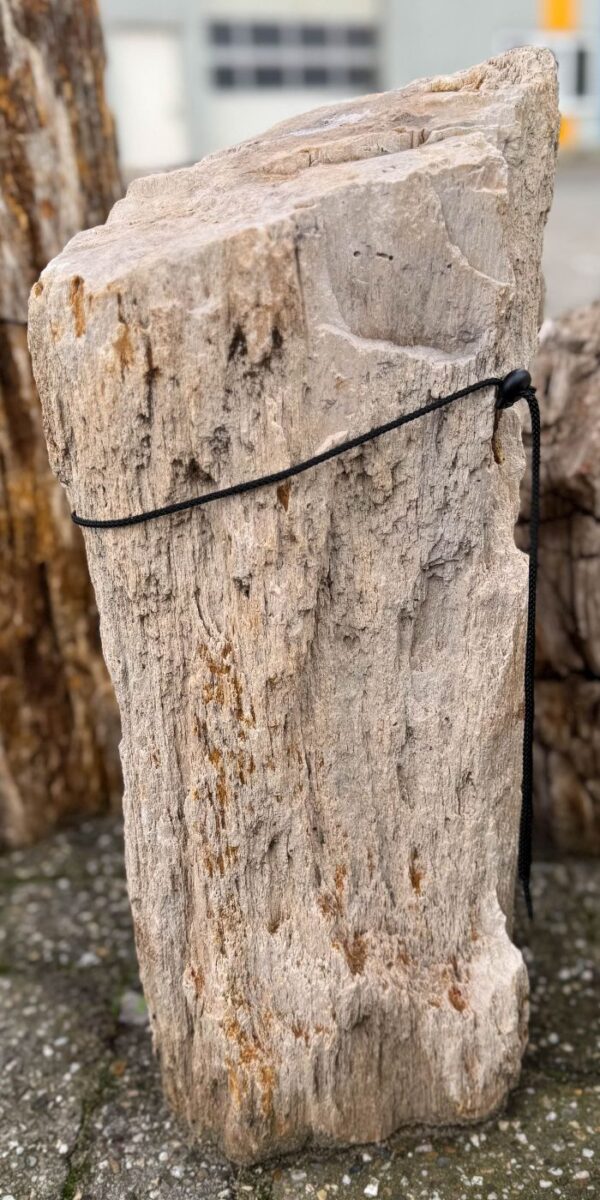 Grabstein versteinertes Holz 58237