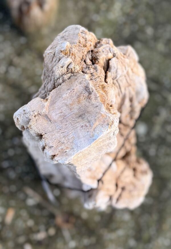 Grabstein versteinertes Holz 58238