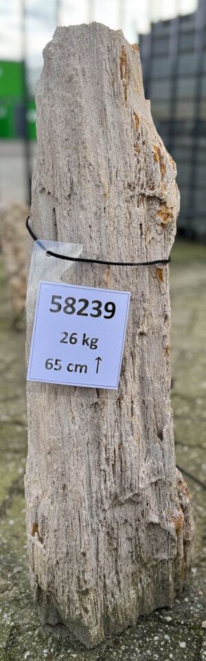 Grabstein versteinertes Holz 58239