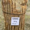 Grafsteen versteend hout 52045