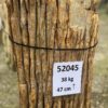 Grafsteen versteend hout 52045