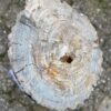 Grafsteen versteend hout 52093